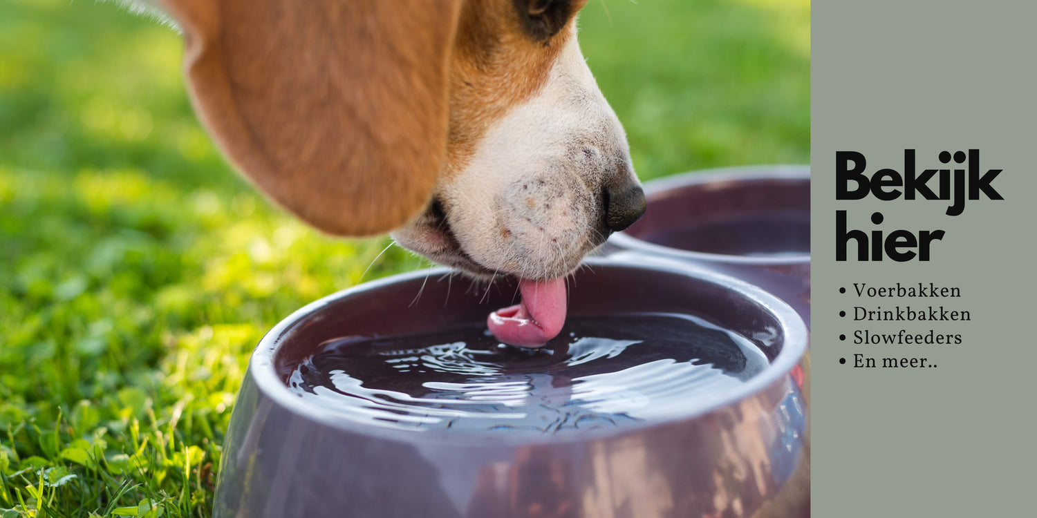 Voer en drinkbakken