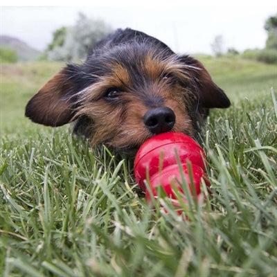 Kong Easy Treat Lever